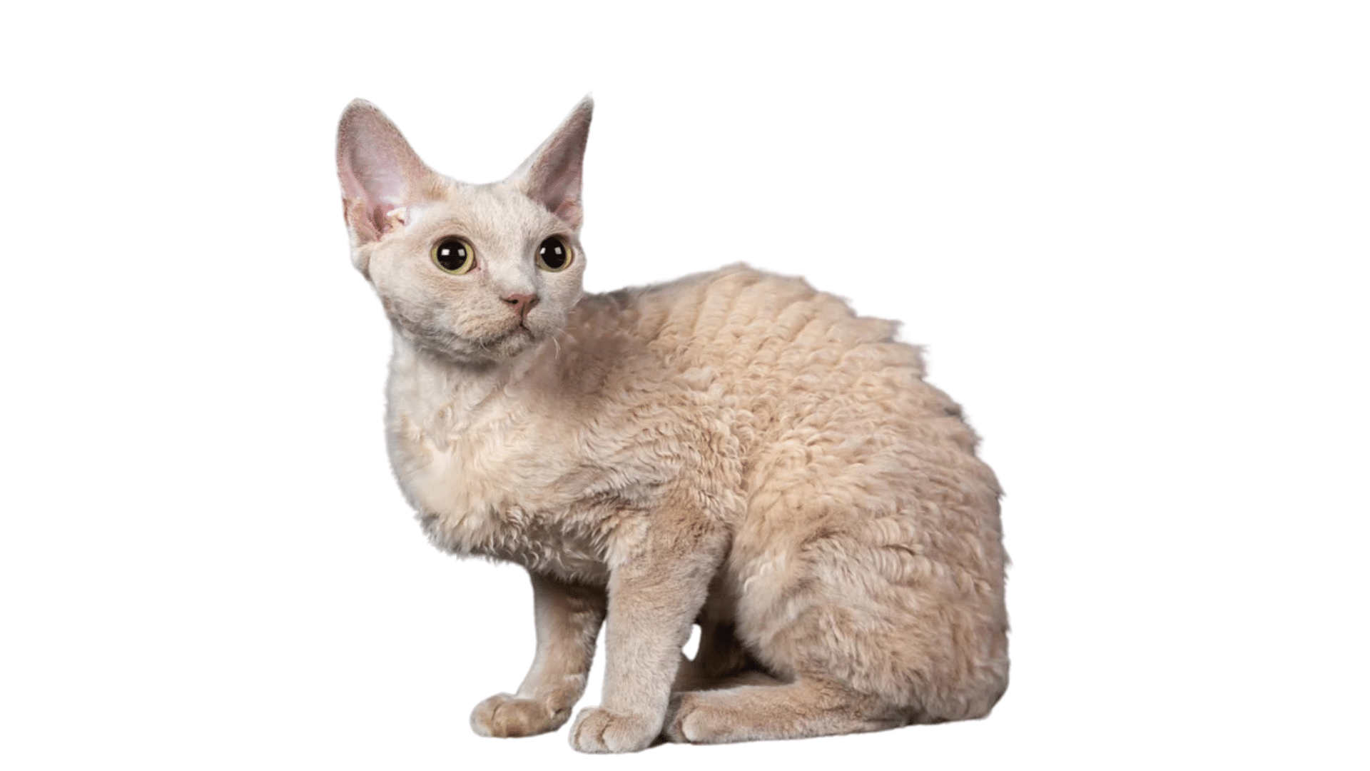 Devon_Rex_Shedding_Management_A_Complete_Care_Guide