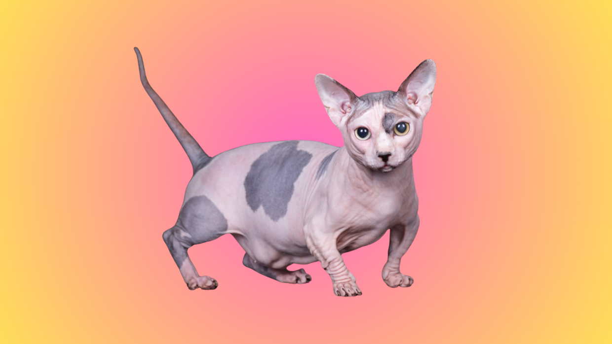 Do Bambino Cats Come with Fur