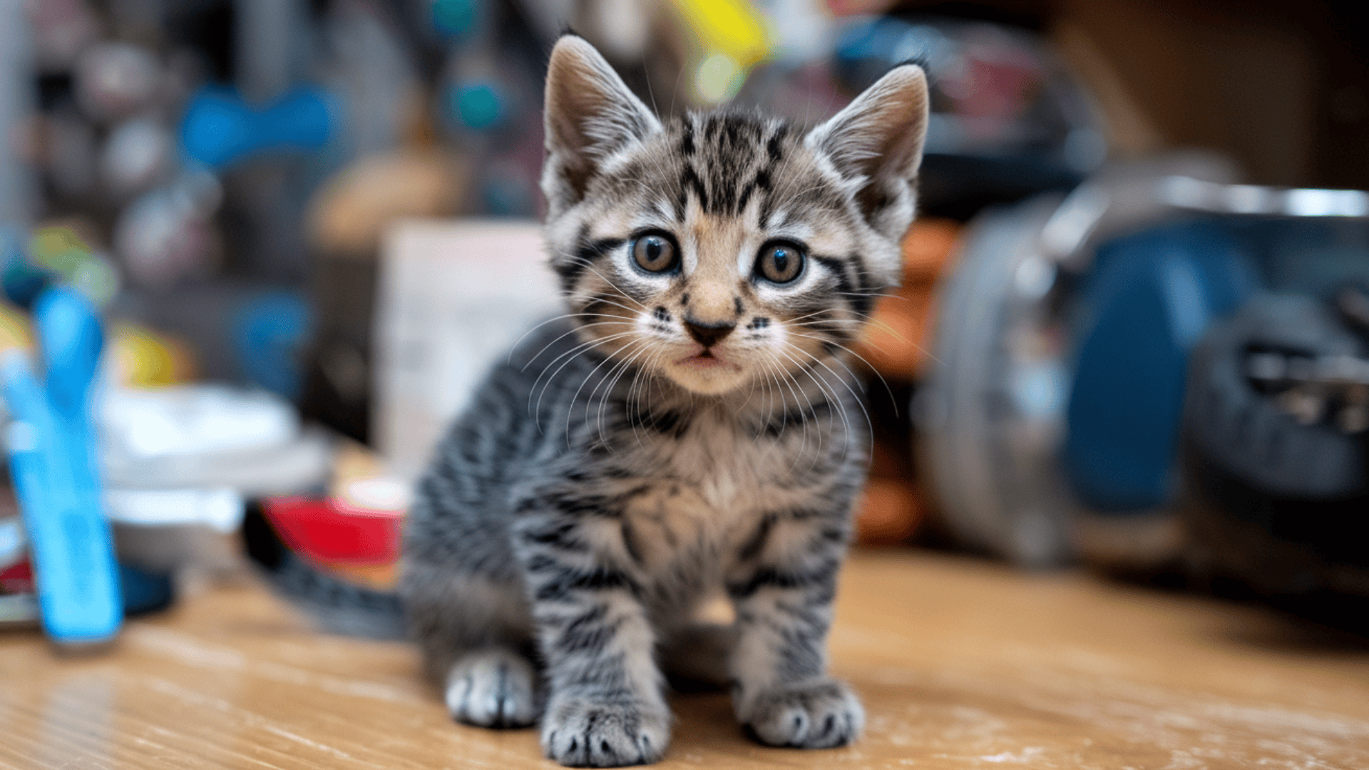 Do_Whiskers_Grow_Back