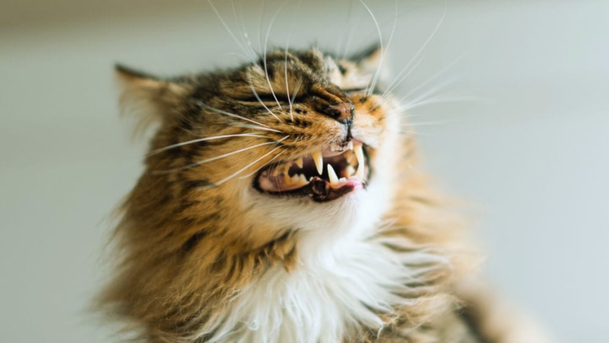 Essential Care for Your Cat's Bottom Teeth