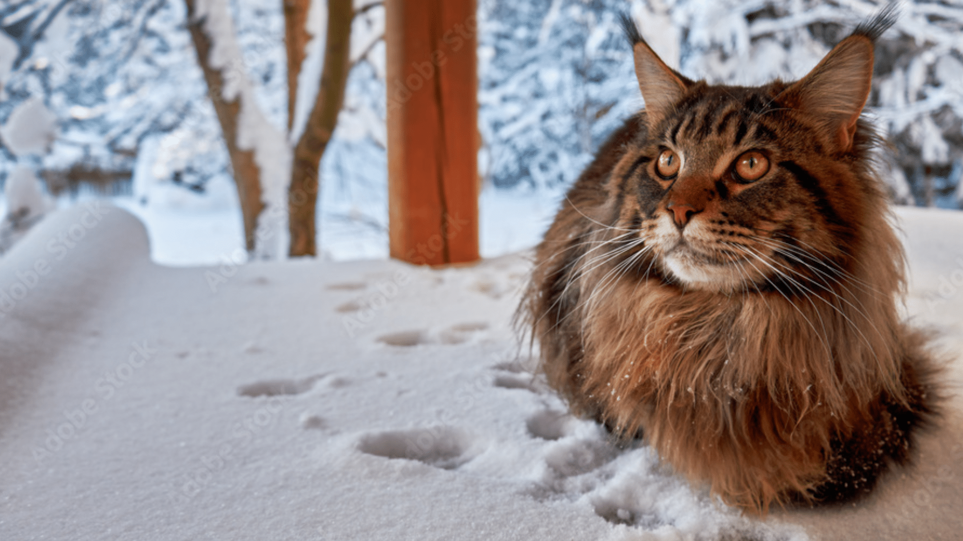 European Maine Coon Size Guide