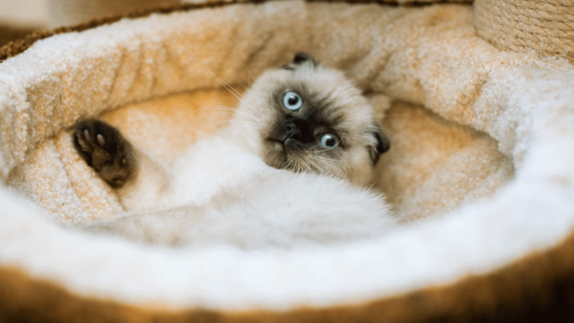 Health_and_Care_Considerations