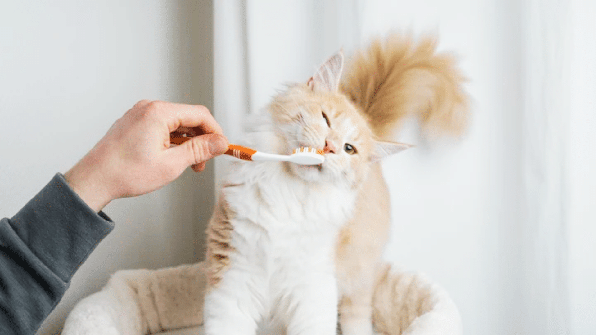 How_to_Care_for_Your_Cats_Bottom_Teeth