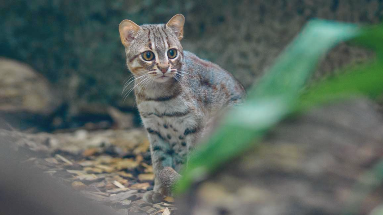 Jungle Curl Cats
