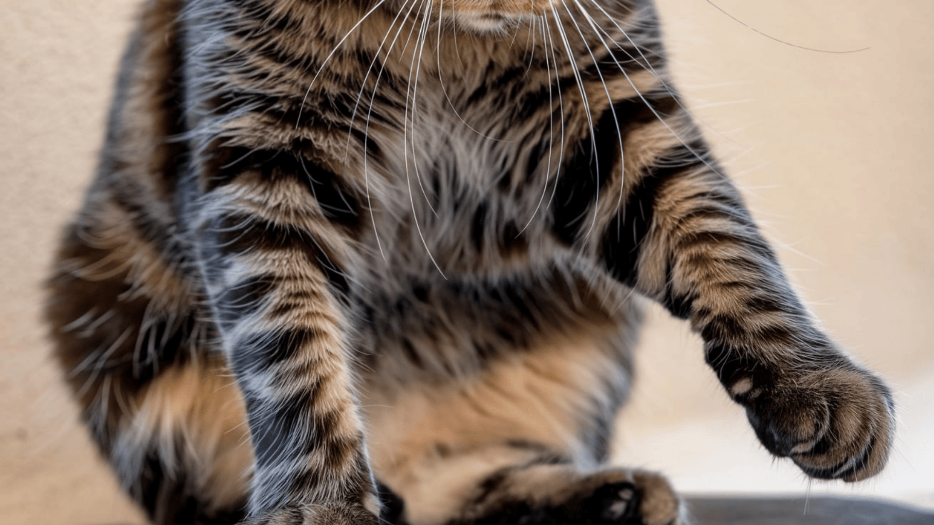 Learn Why do They Have Them