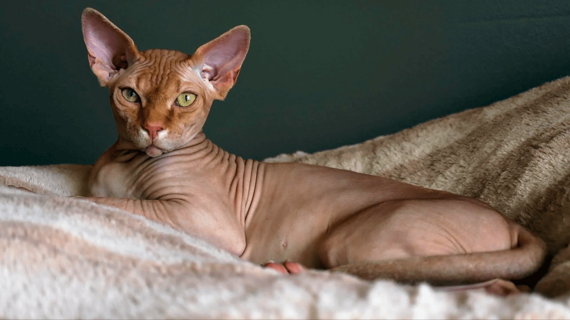 Living_Environment_and_Space_Requirements