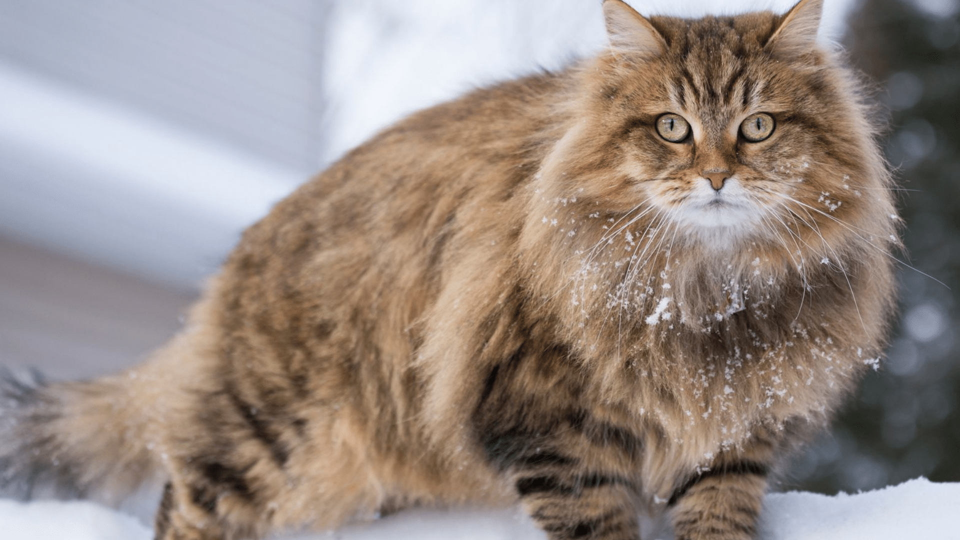 Personality, Traits and Care