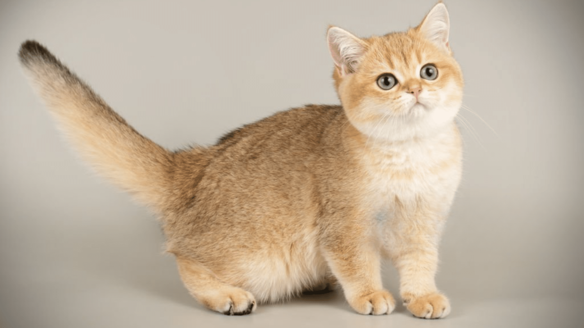 Physical_Appearance_of_Scottish_Straights