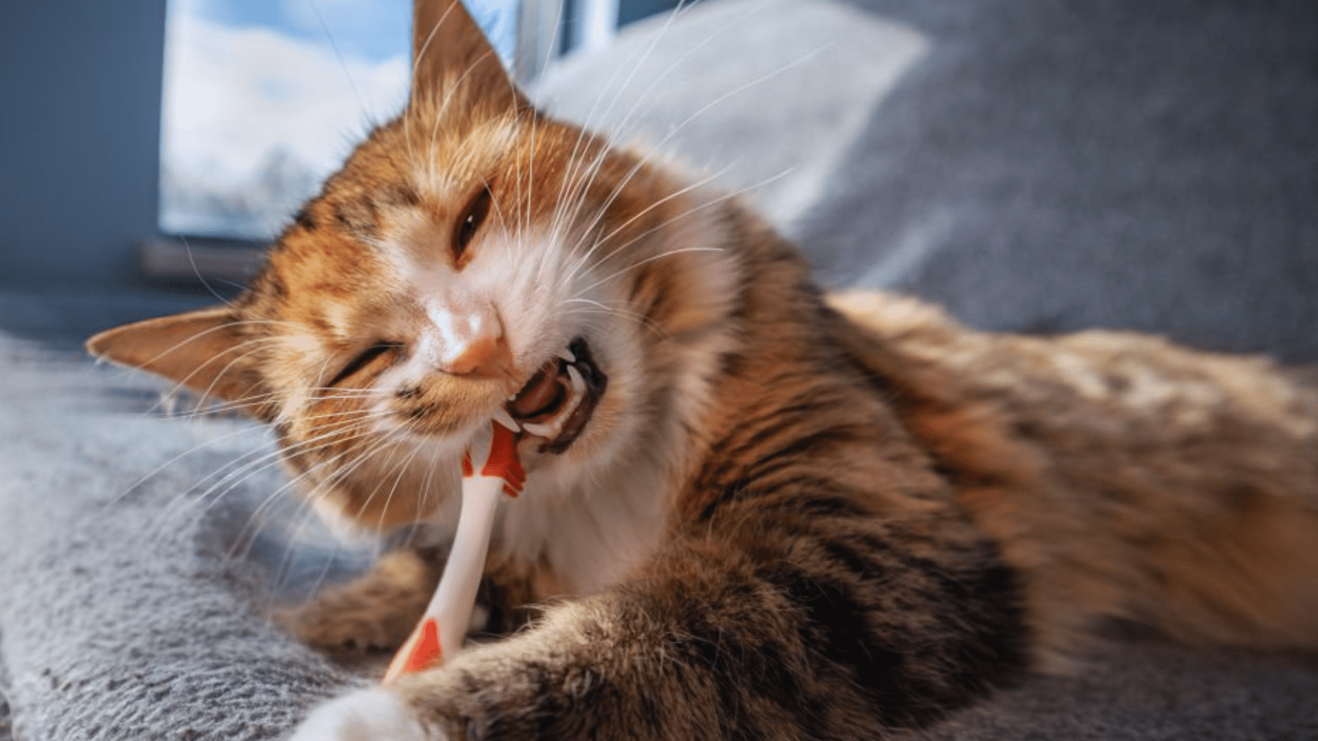 Physical_Traits_of_Torbie_Cats