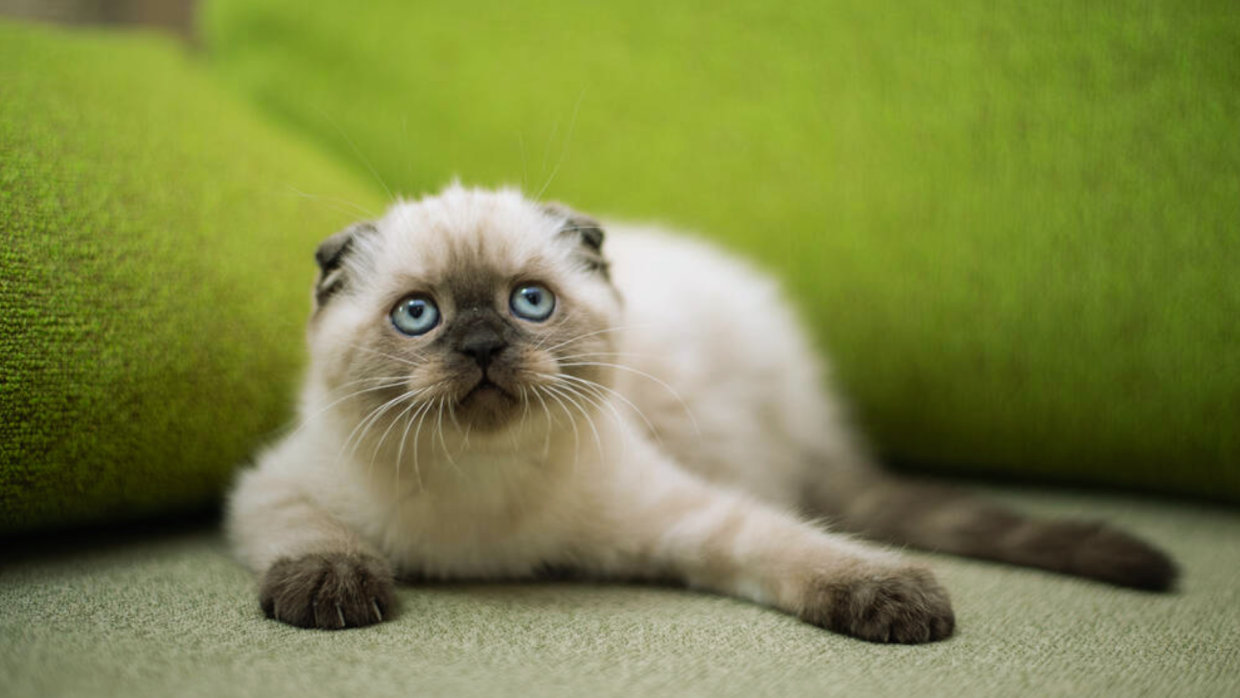 Scottish Fold Munchkin