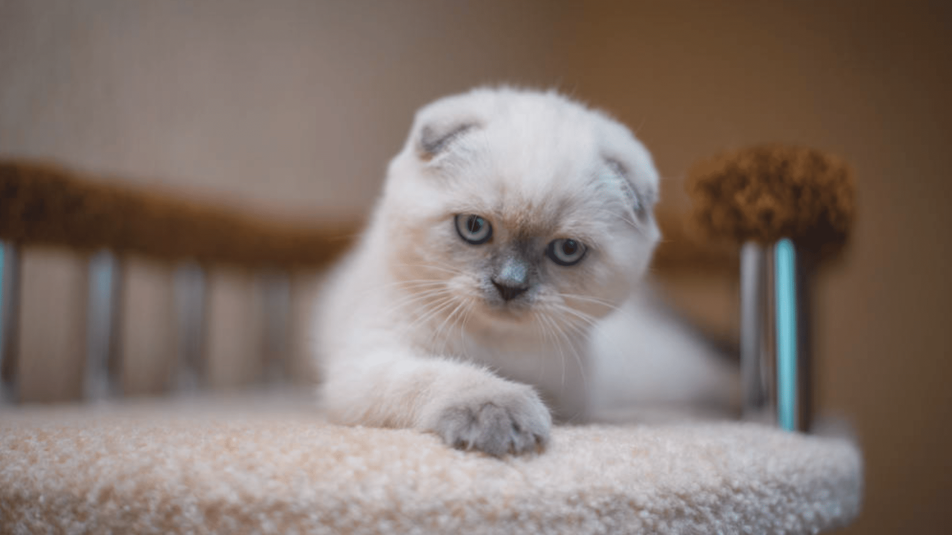 Scottish_Fold_Munchkin_Overview