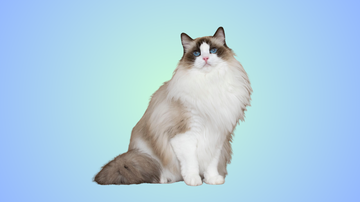 Seal Point Ragdoll Cat