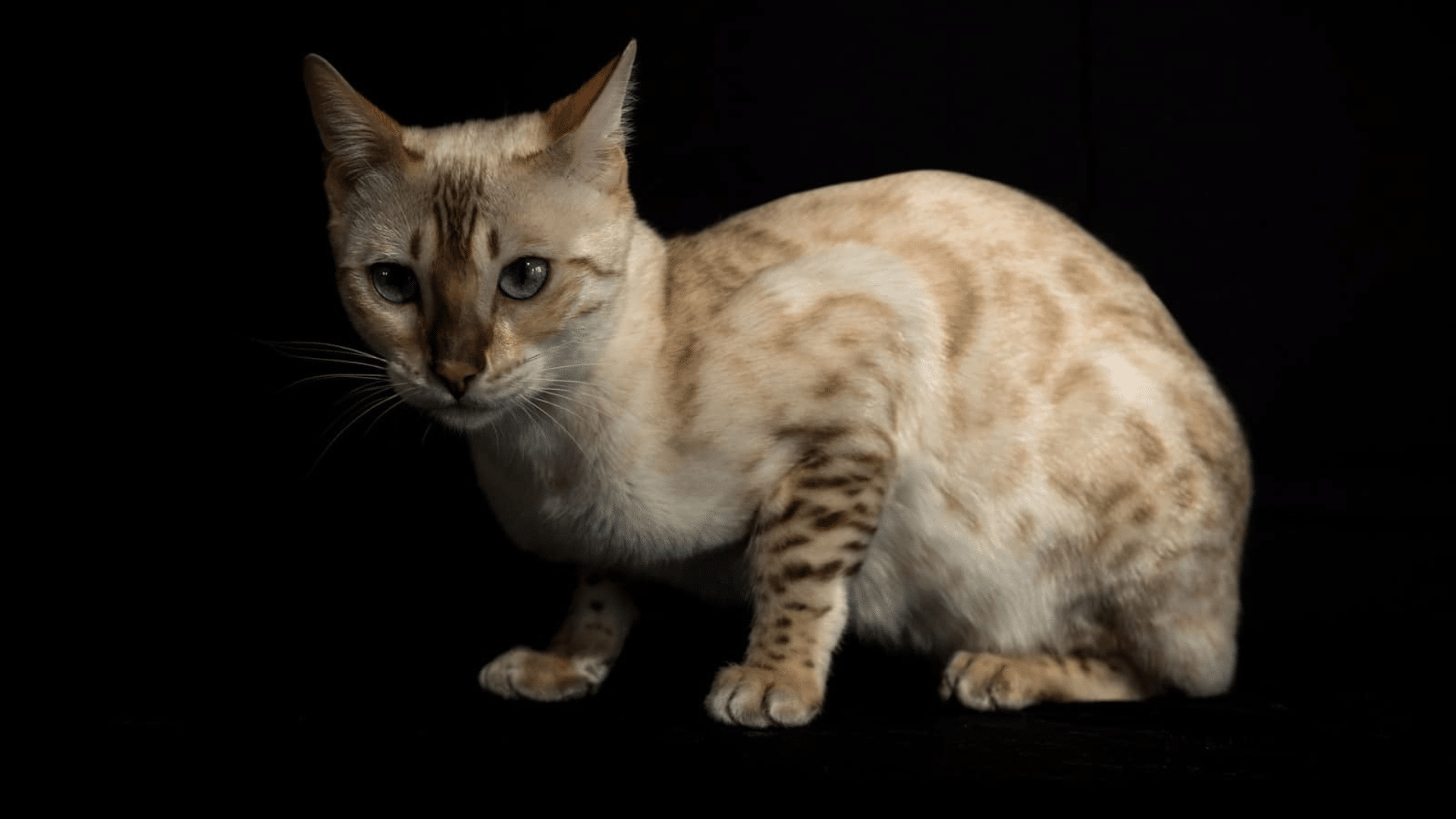 Seal_Lynx_Point_Snow_Bengals