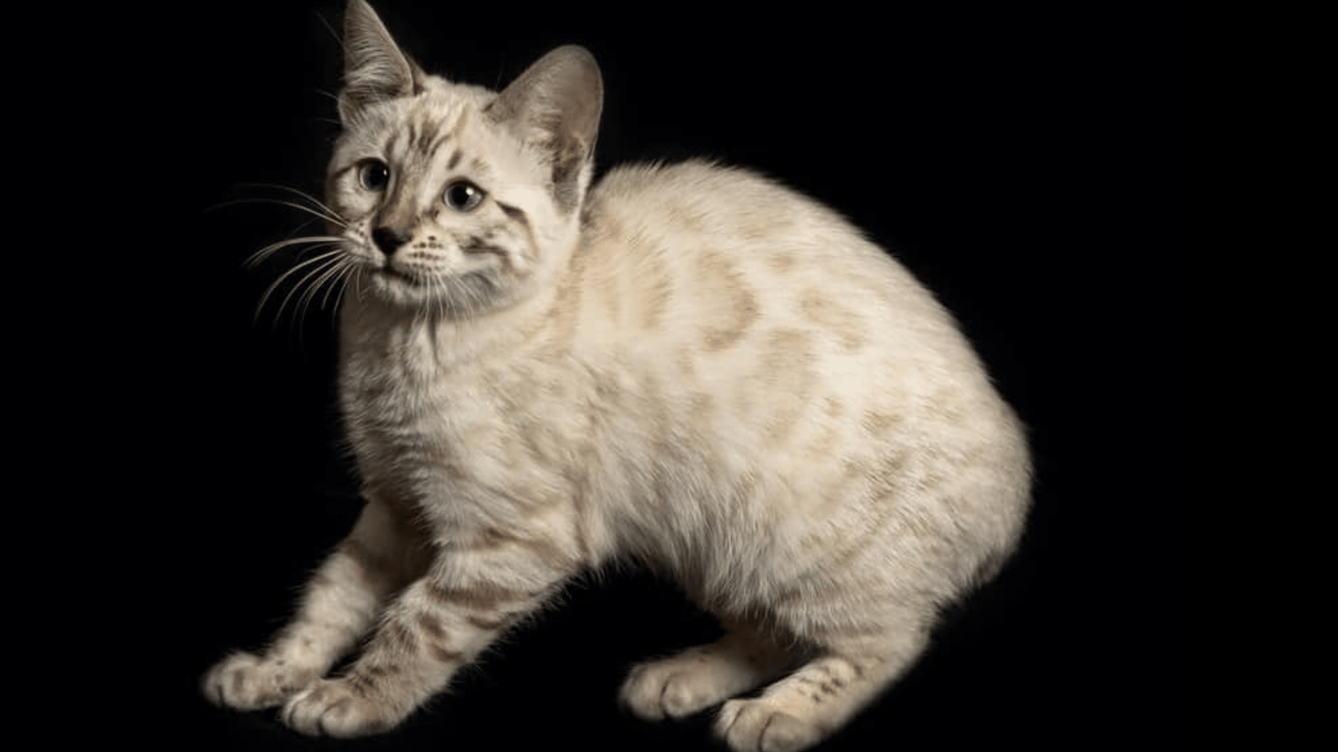 Seal_Mink_Snow_Bengals