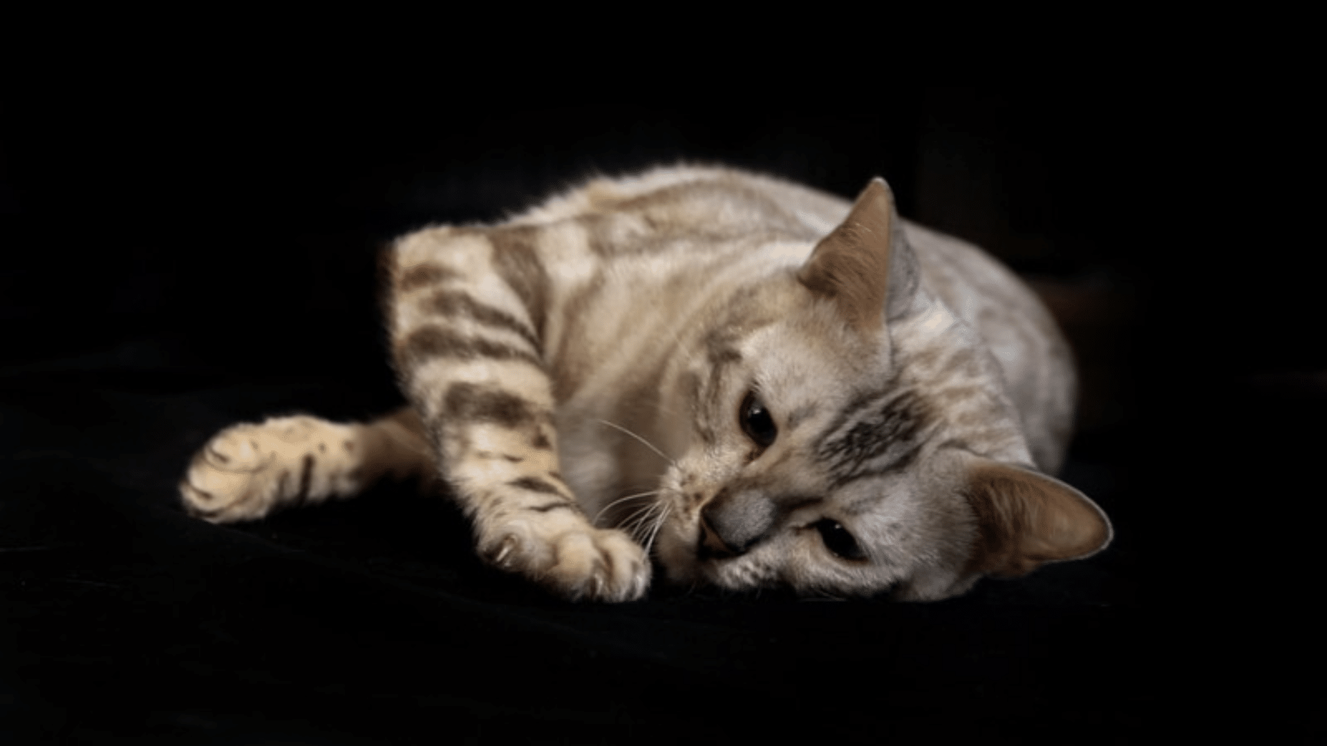 Seal_Sepia_Snow_Bengals