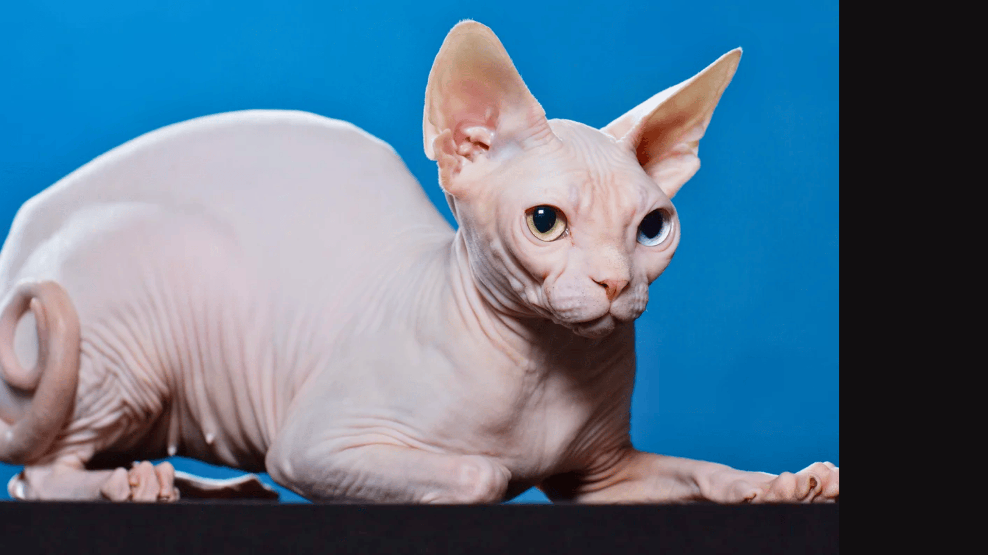 Sphynx_Breed_Overview
