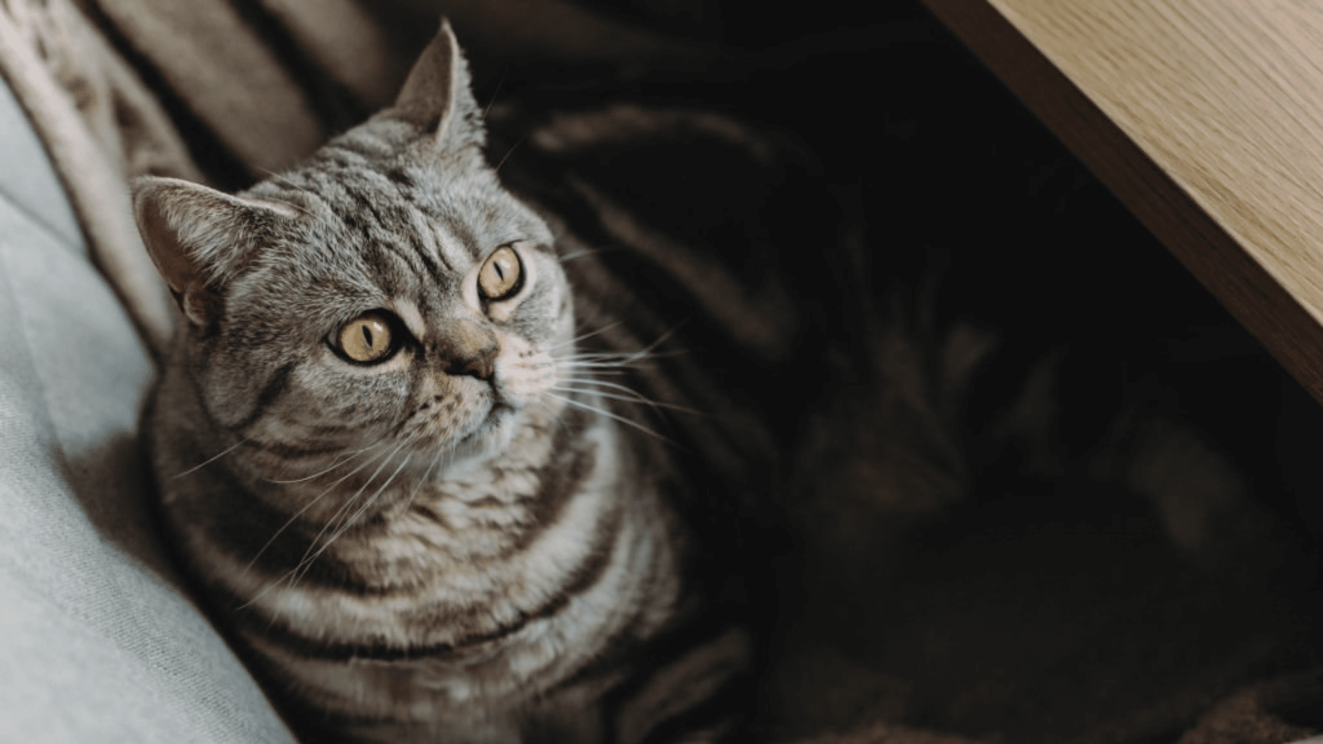 Temperament_and_Personality