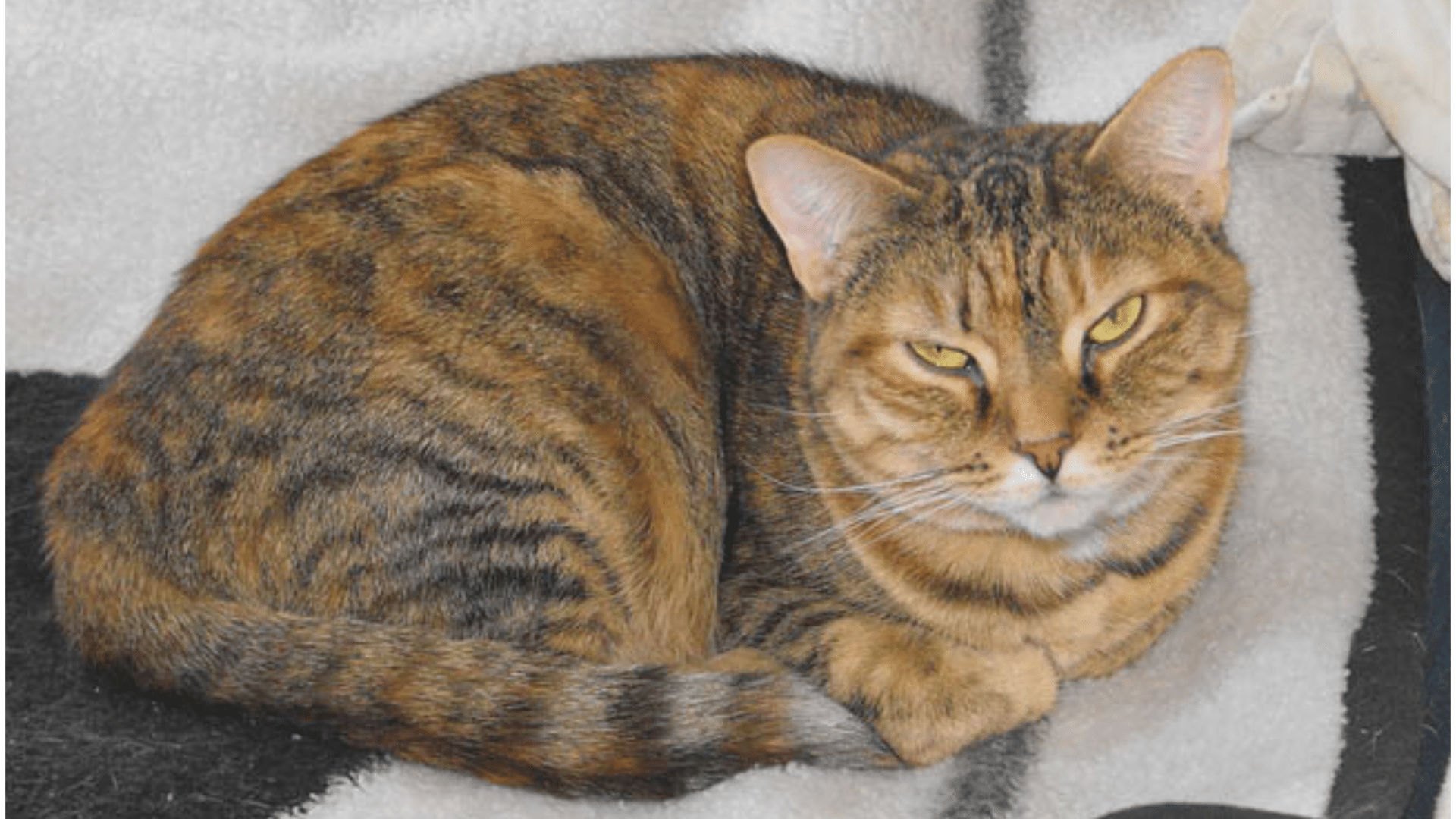 Torbie_Cat_Personality_and_Behavior