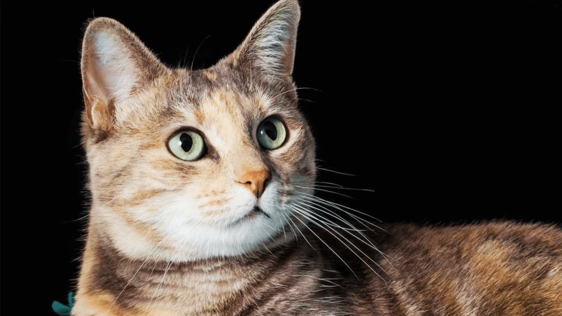 Torbie_Cats_Rarity_and_Popularity