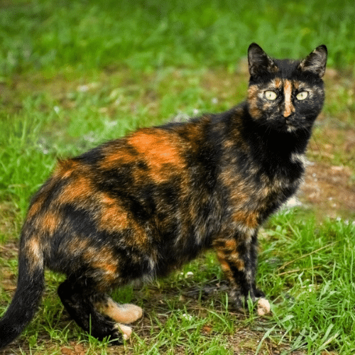 Tortoiseshell