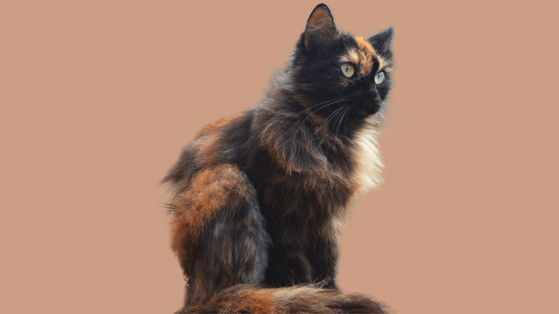 Tortoiseshell_Ragamuffins