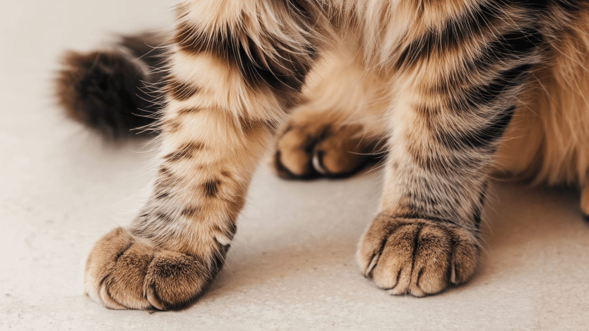 Why_Do_Cats_Have_Whiskers_on_Their_Legs