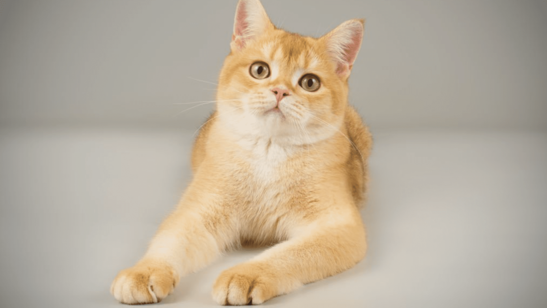 Why_Scottish_Straights_Make_Great_Pets