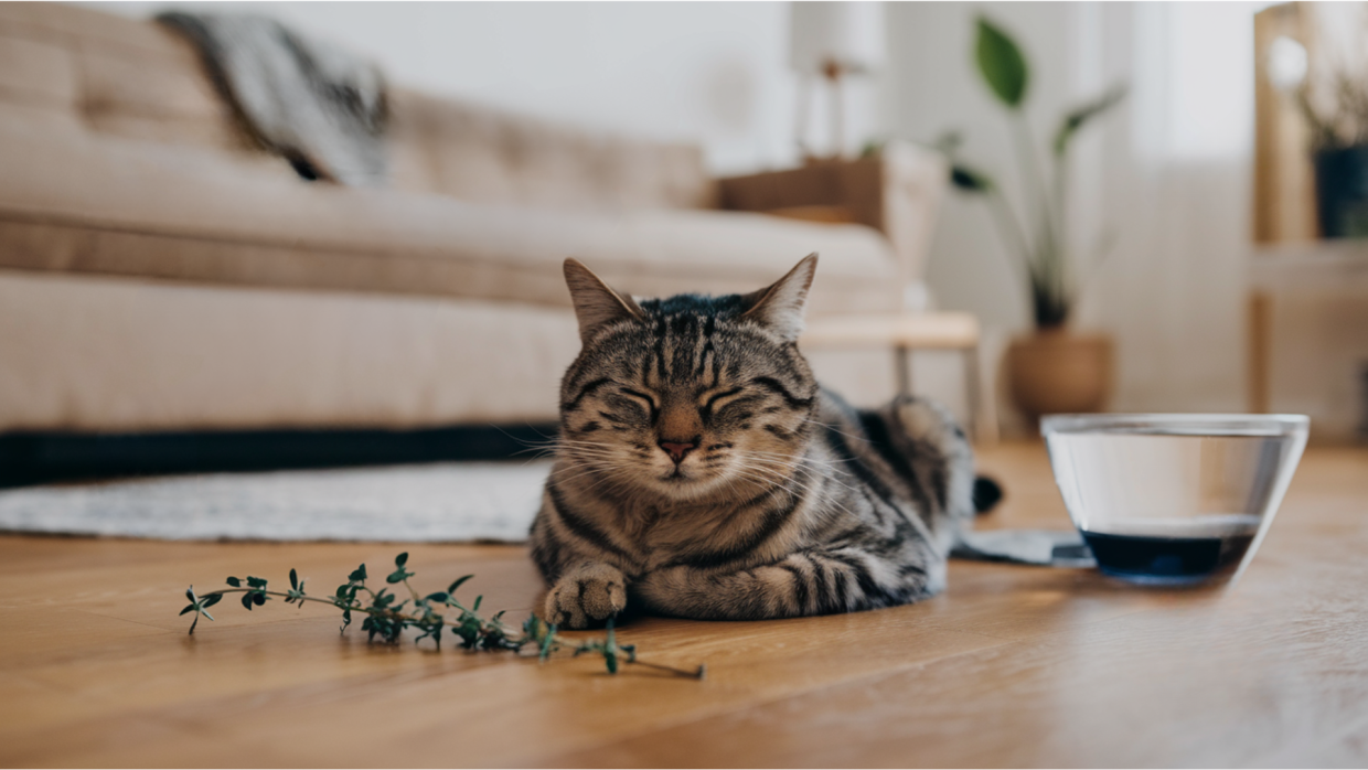 Is Thyme Safe for Cats? Facts You Should Know