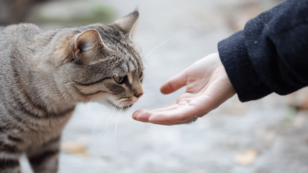Signs Your Cat Might Have Roundworms