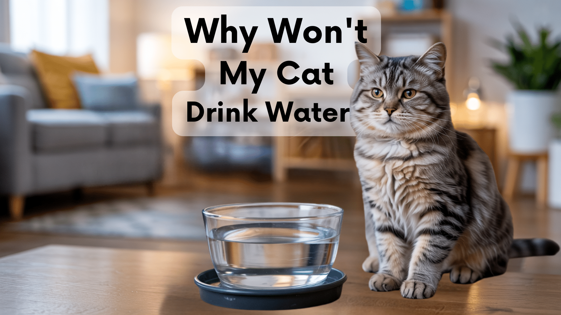 why won't my cat drink water
