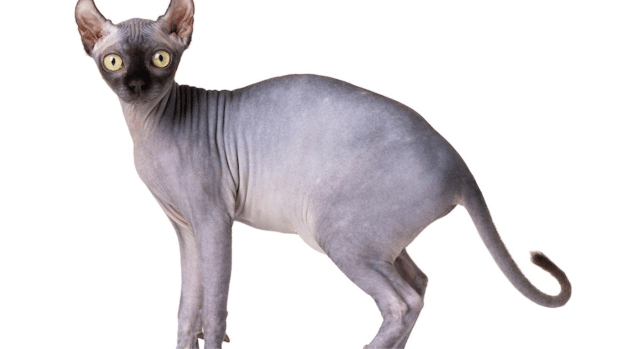 Elf Cat