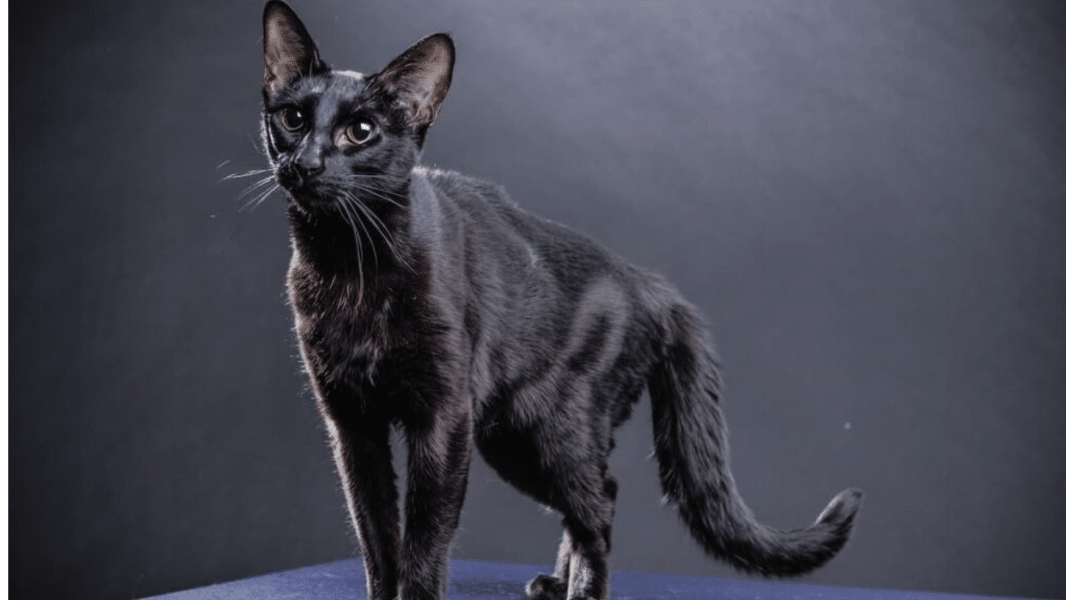 Hairy Hairless Cat Breeds: All You Need To Know - Archiecat