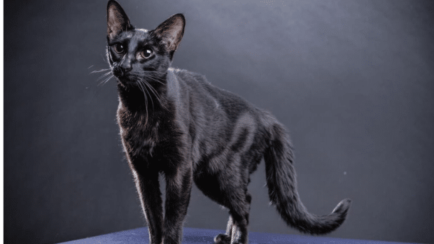 Lykoi