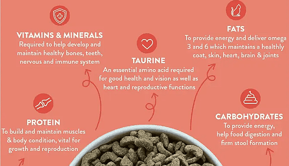 Essential Nutrients Your Cat Needs