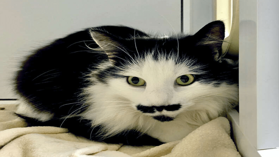Pepper Cat