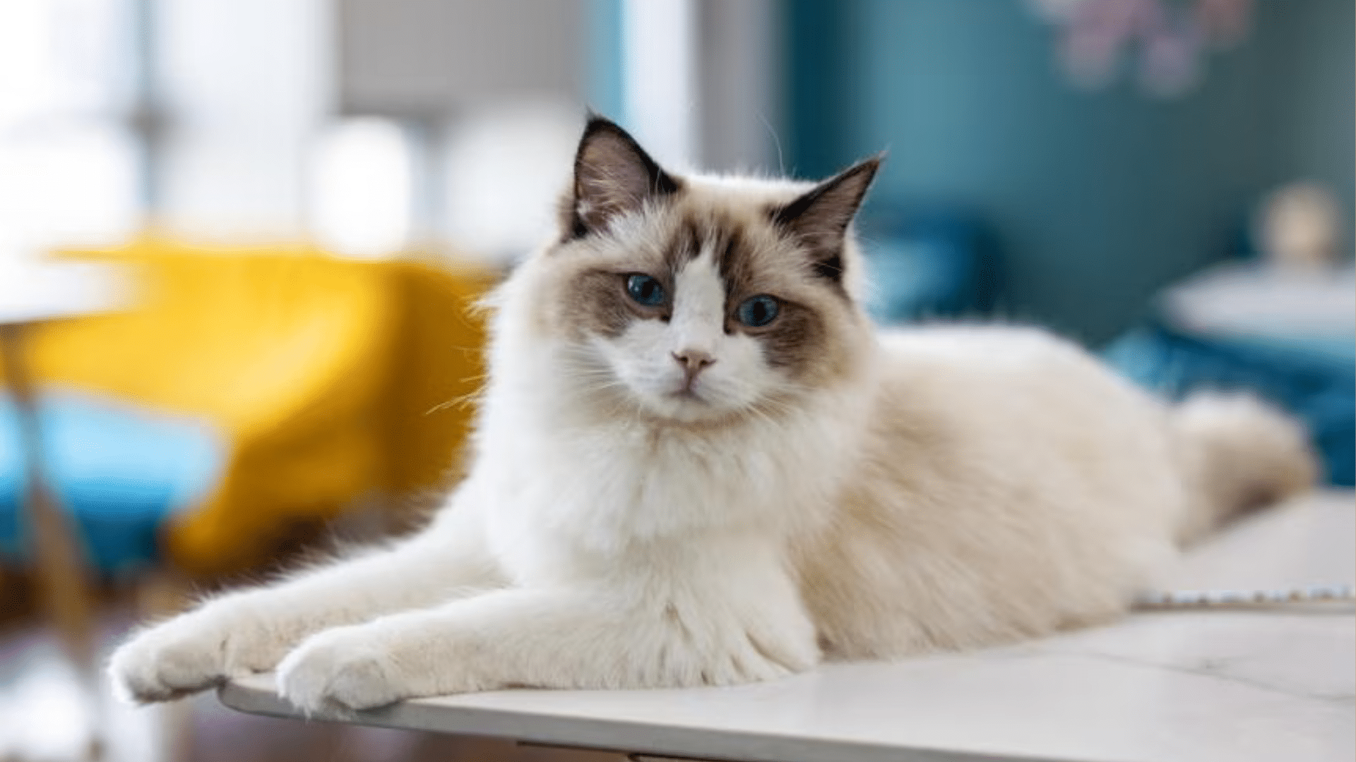are ragdolls hypoallergenic