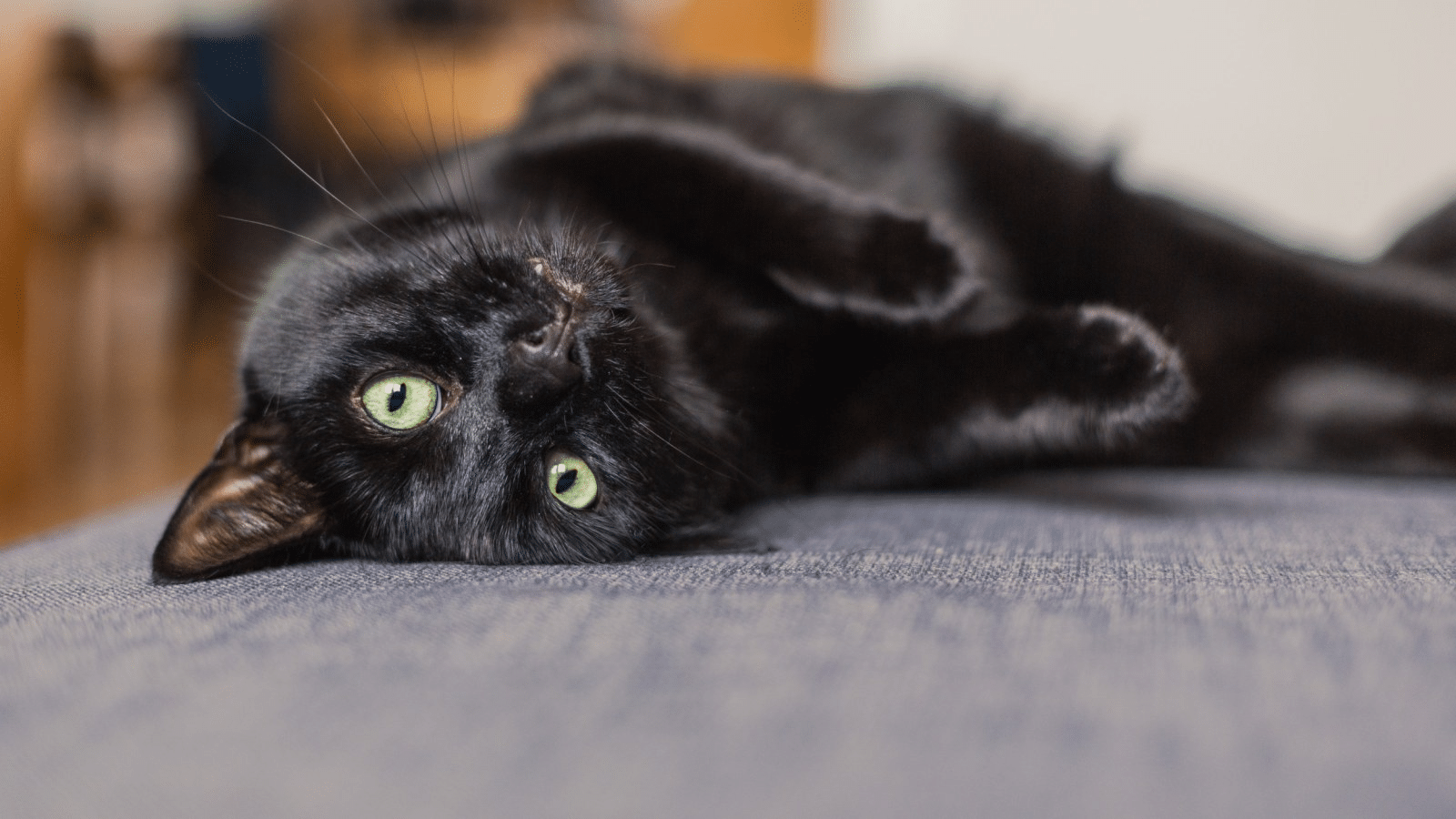 cobweb-from-hocus-pocus-black
