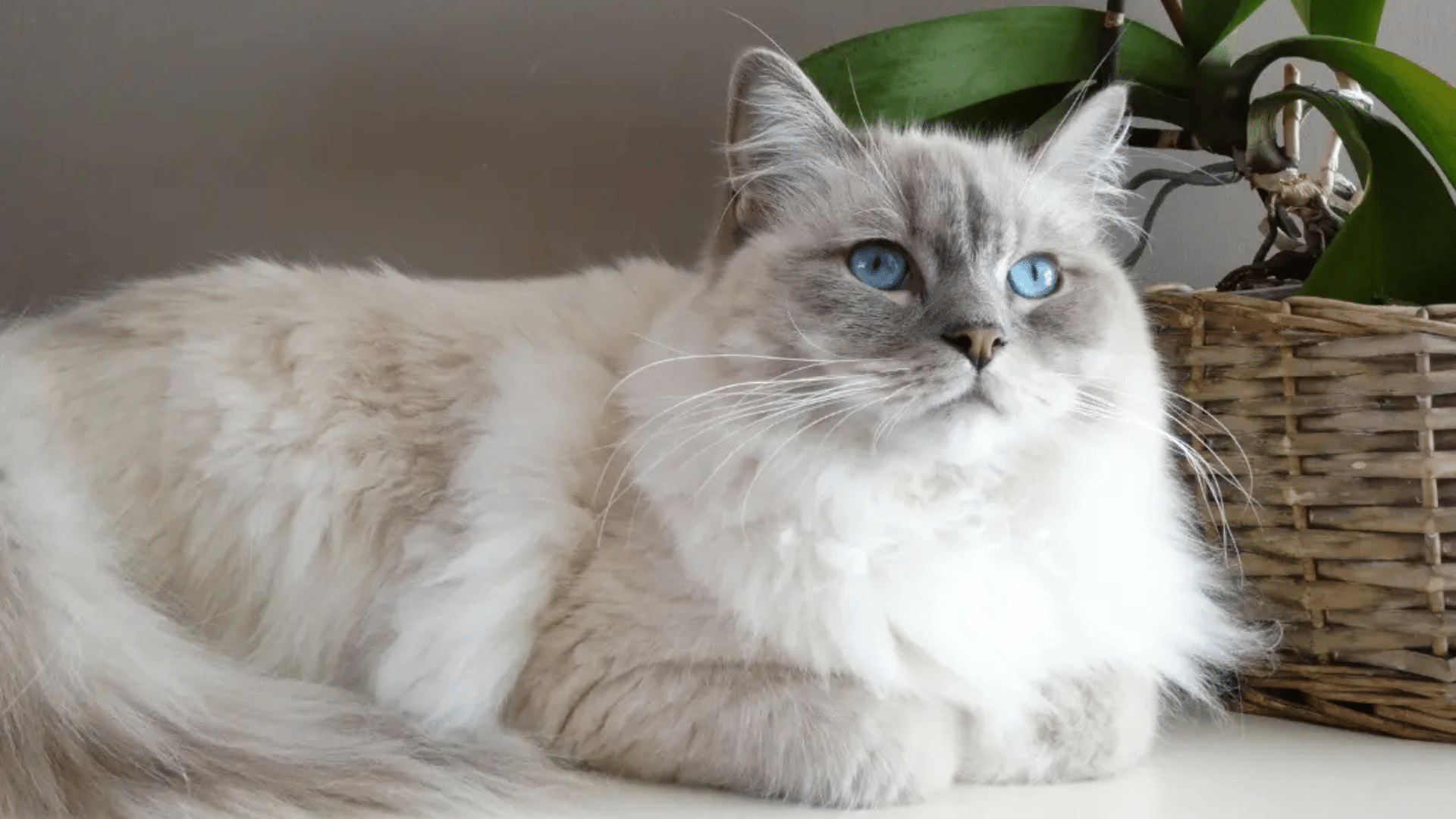 do ragdoll cats shed