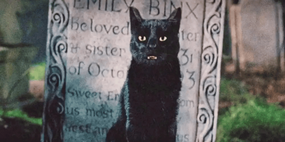 hocus-pocus-thackery-binx