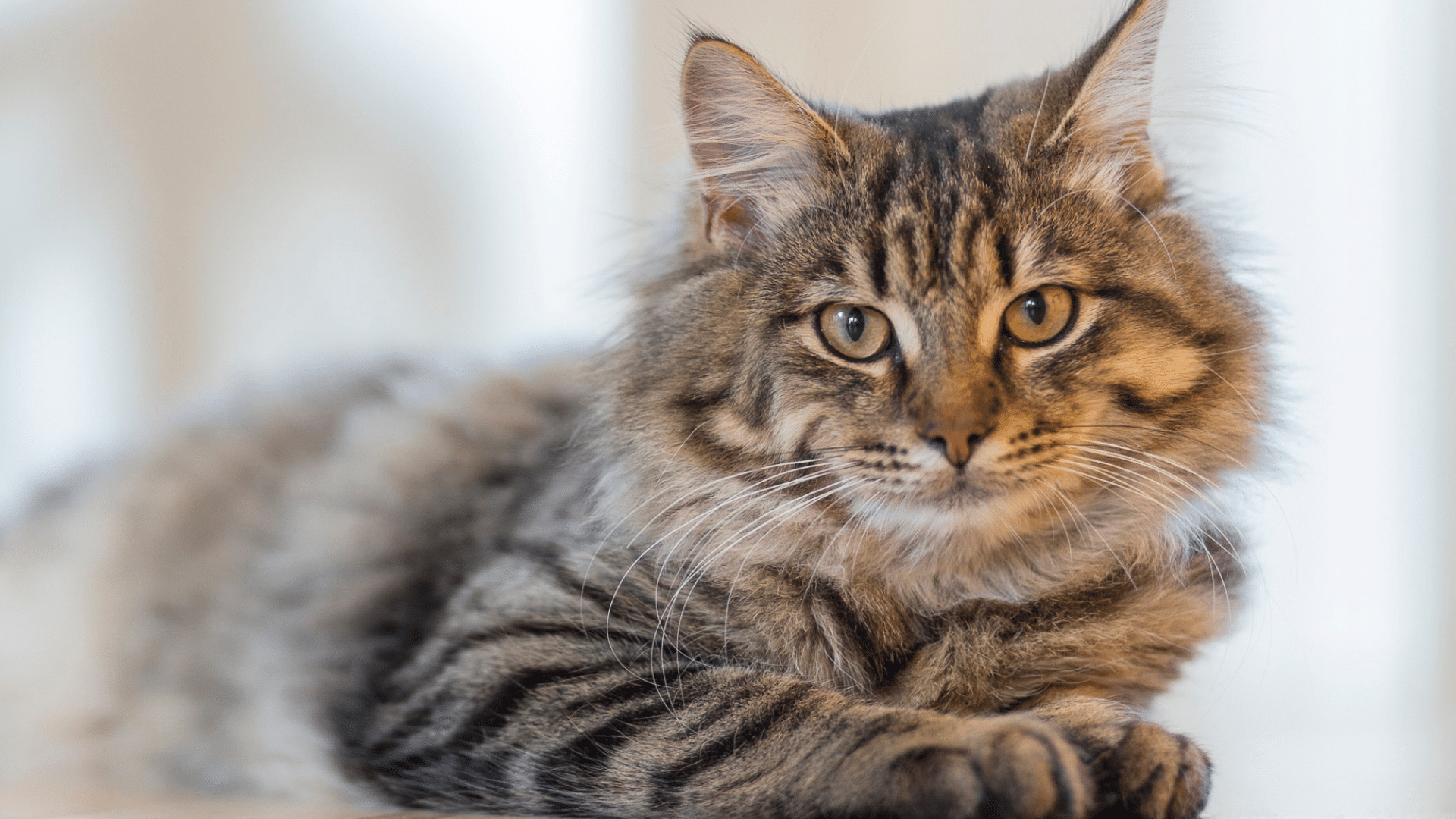 how often do you take a cat to the vet