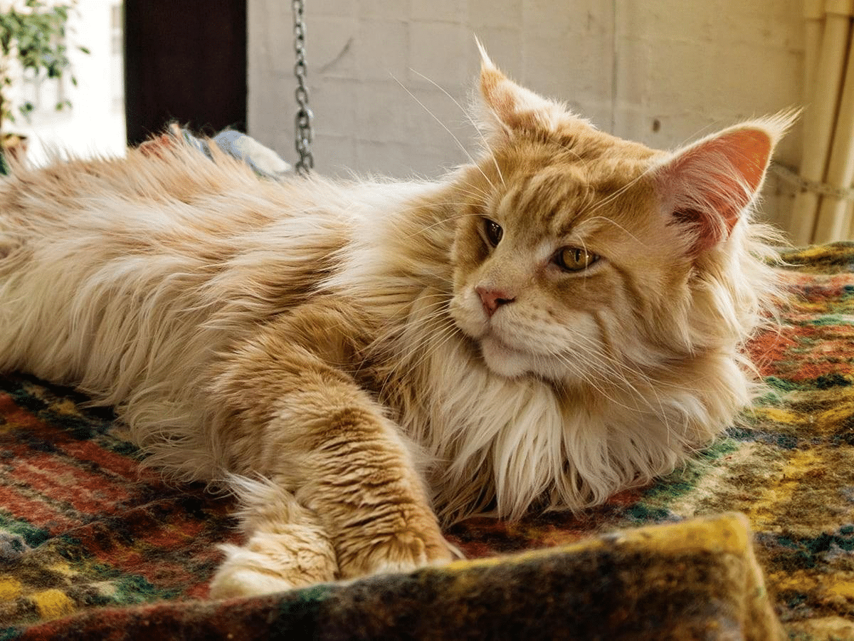 how to tell if your cat is a maine coon