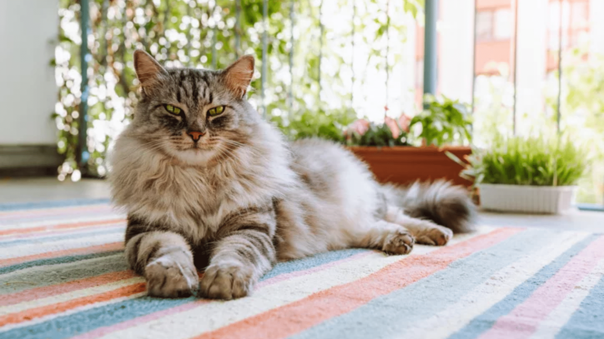 maine-coon-mix (1)