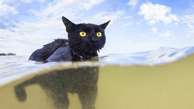 nathan-the-swimming-cat