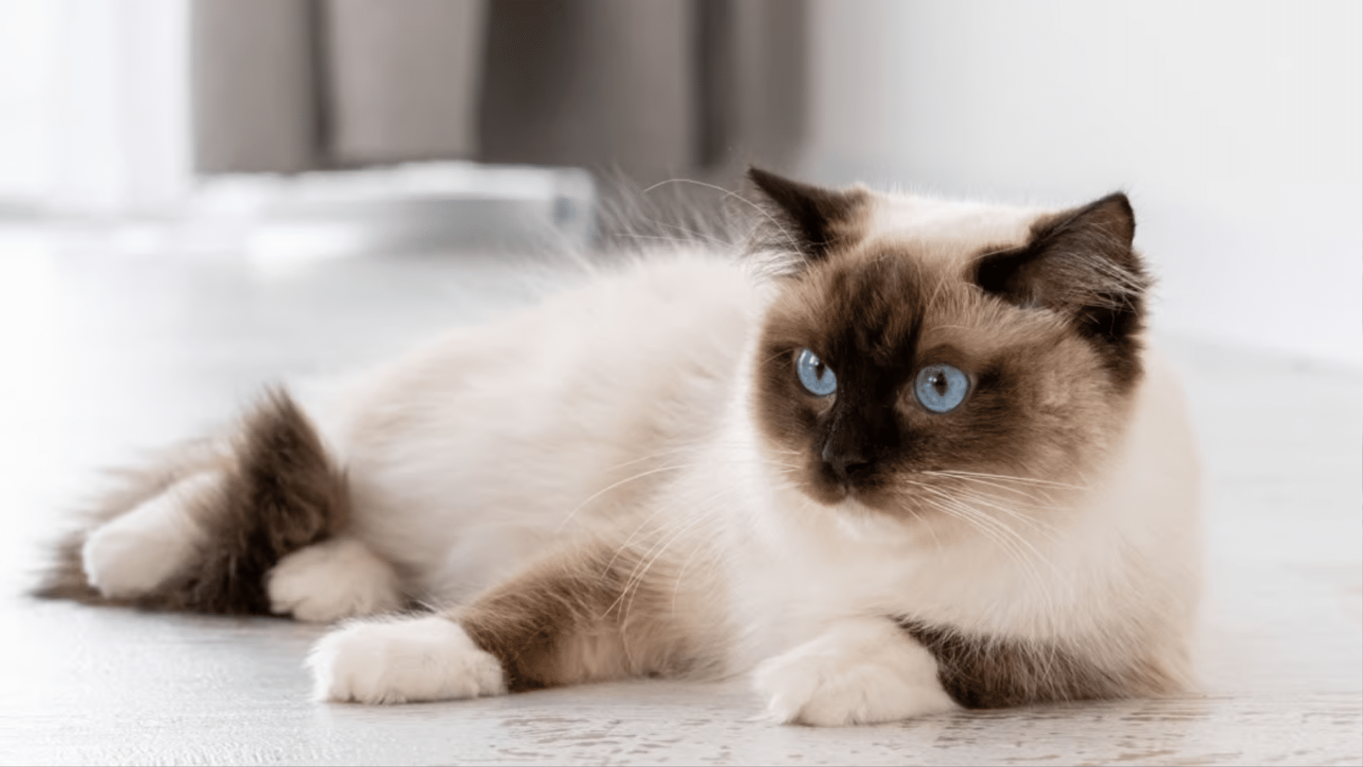 ragdollss