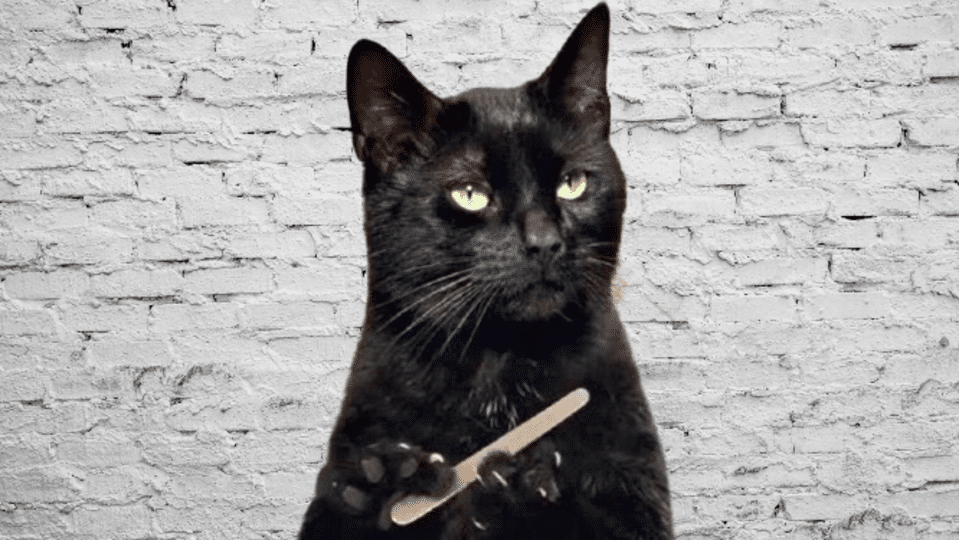 salem-the-cat